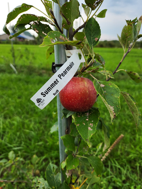 Summer Pearmain Custom Benchgraft